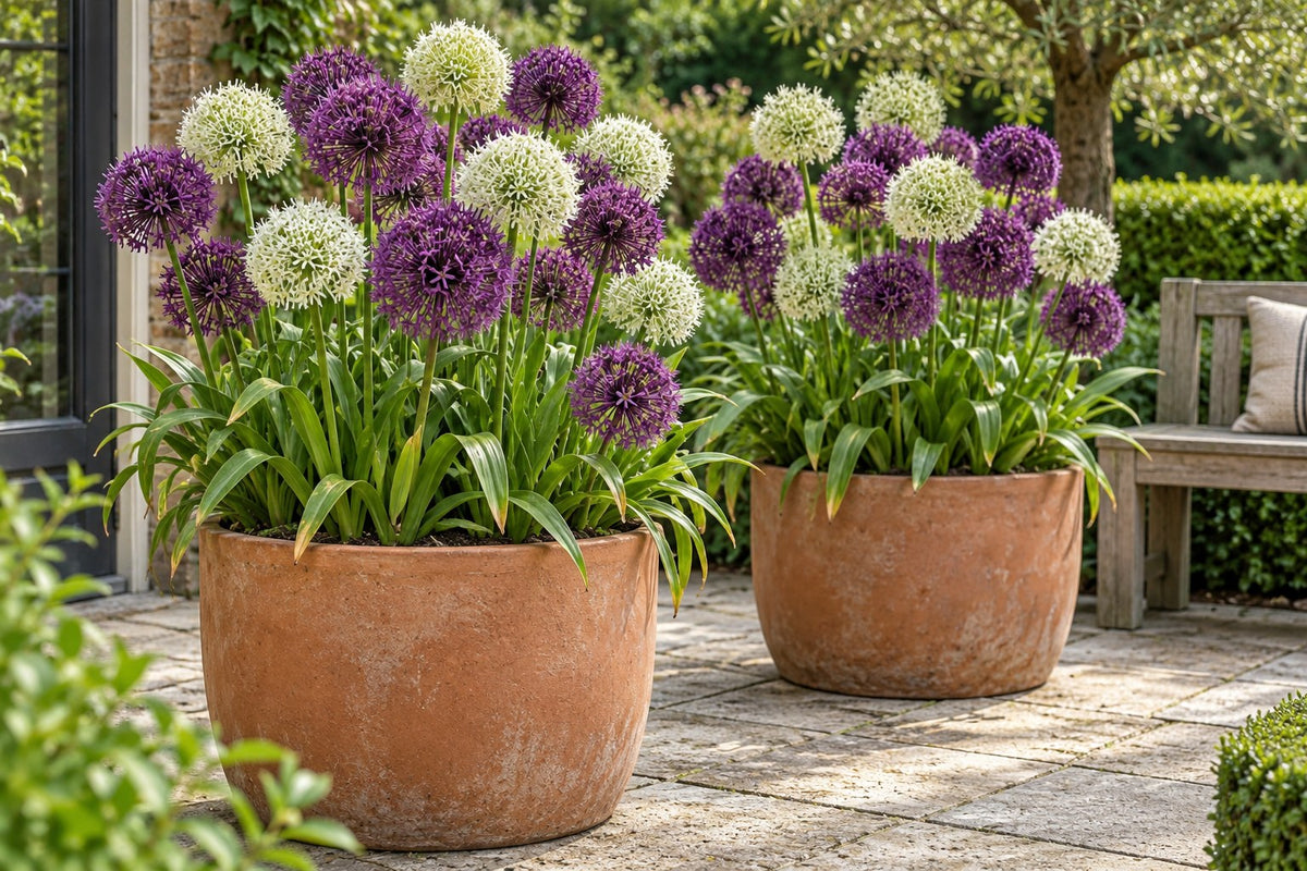 Bulbes d'ail d'ornement Purple-White mix en fleurs en pots sur une terrasse
