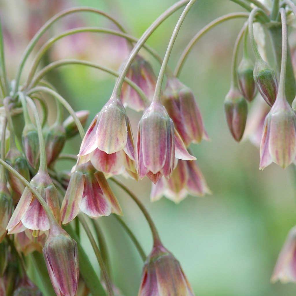 Prydlök Siculum i blom