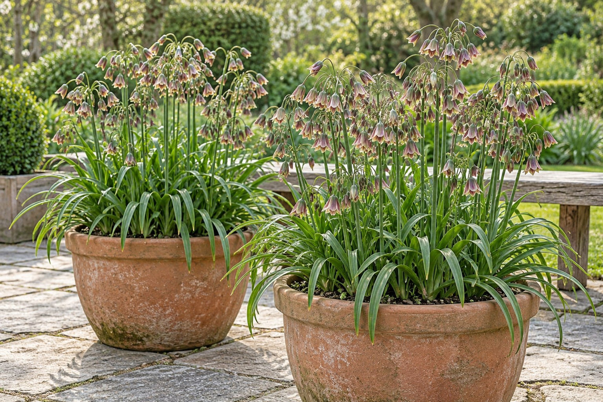 Prydlök Siculum i blom i krukor på en terrass