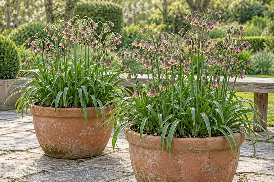 Prydlök Siculum (Allium siculum)