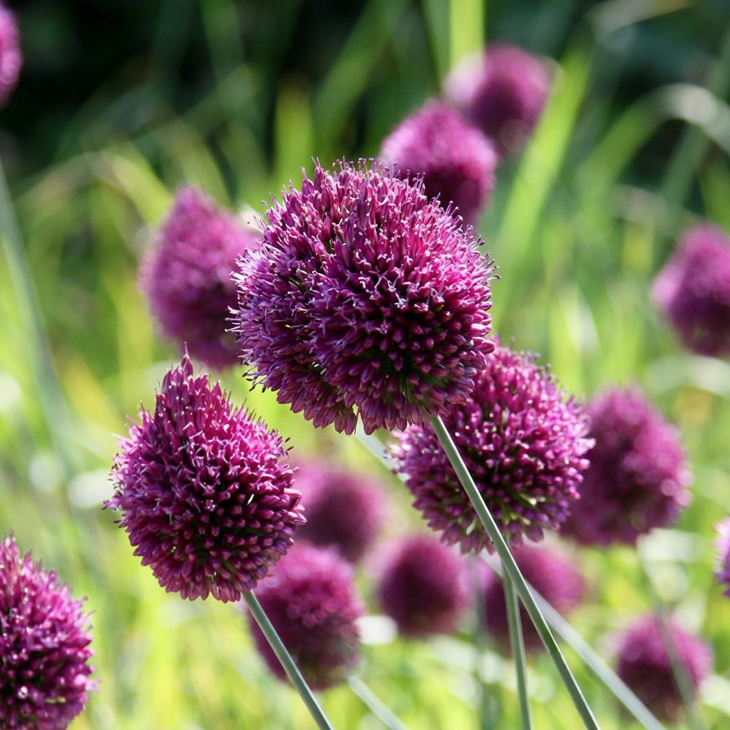 Allium Sphaerocephalon kogellook in bloei