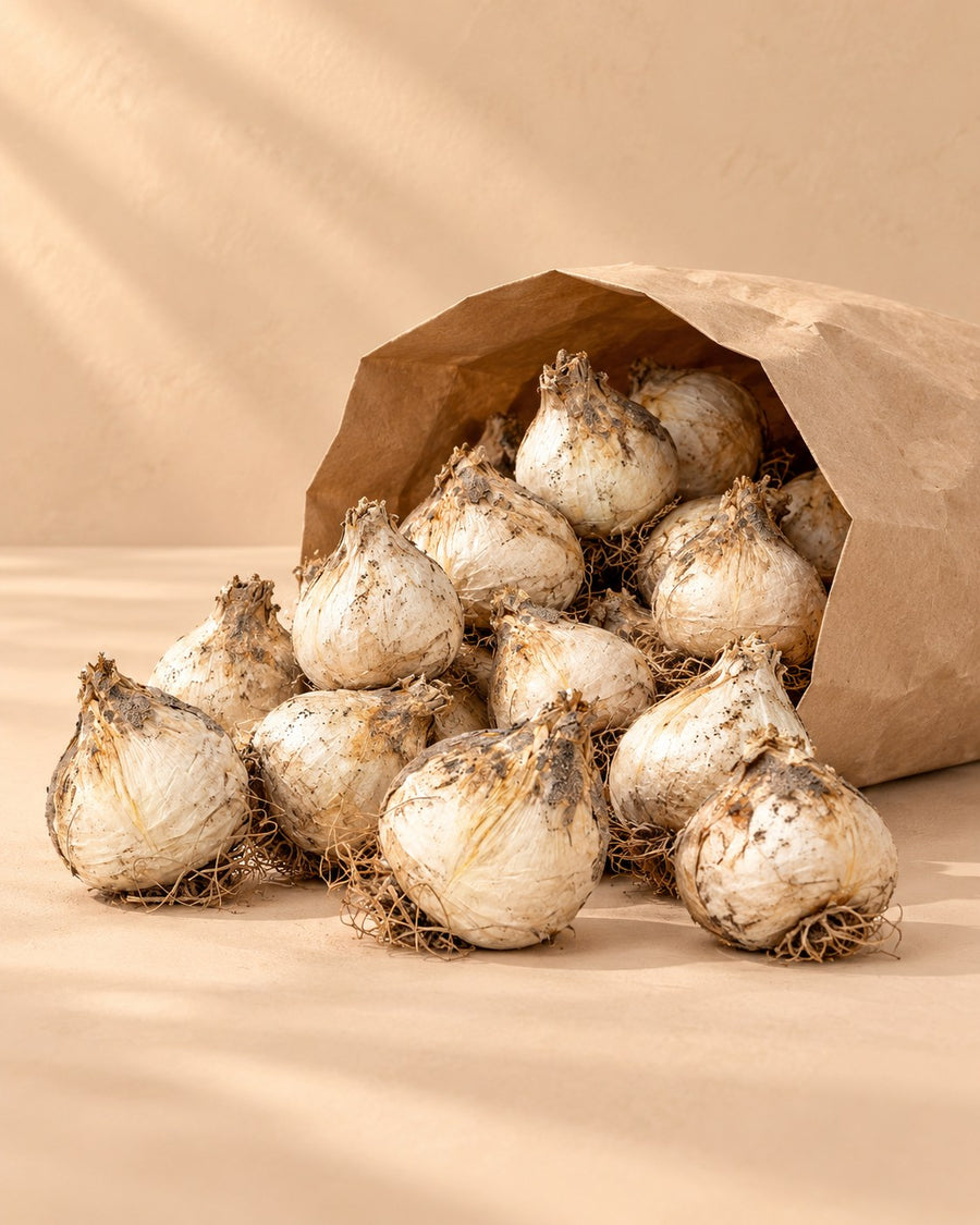 Alliumbollen Sphaerocephalon kogellook (Allium)