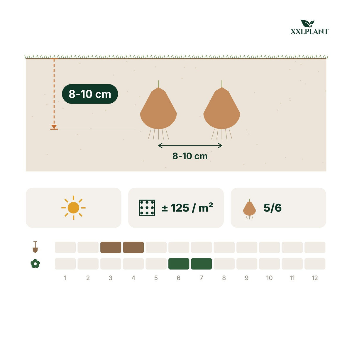 Plantkaart alliumbollen sphaerocephalon kogellook: 8-10 cm diep, 8-10 cm uit elkaar