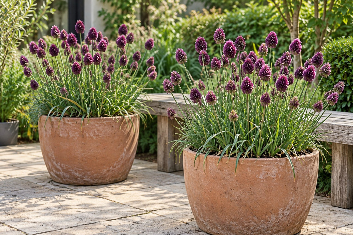Allium Sphaerocephalon kogellook in bloei in potten op een terras