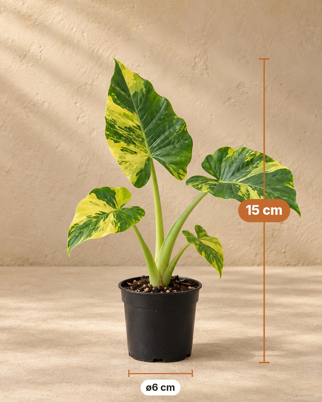 Gyldent elefantøre 15 cm høj, potte ø6 cm