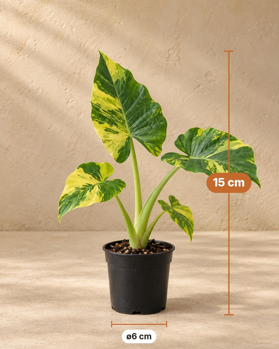 Gyldent elefantøre (Alocasia macrorrhizos 'Aurea Variegata') 15 cm høj, potte ø6 cm