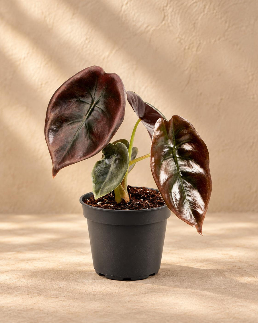Alocasia cuprea 'Red' 12 cm hoog, pot ø6 cm