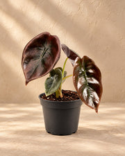 Alocasia cuprea 'Red'