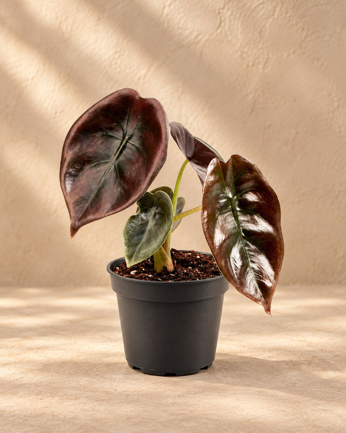 Alocasia cuprea 'Red'