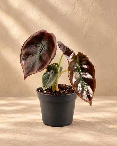Alocasia cuprea 'Red'