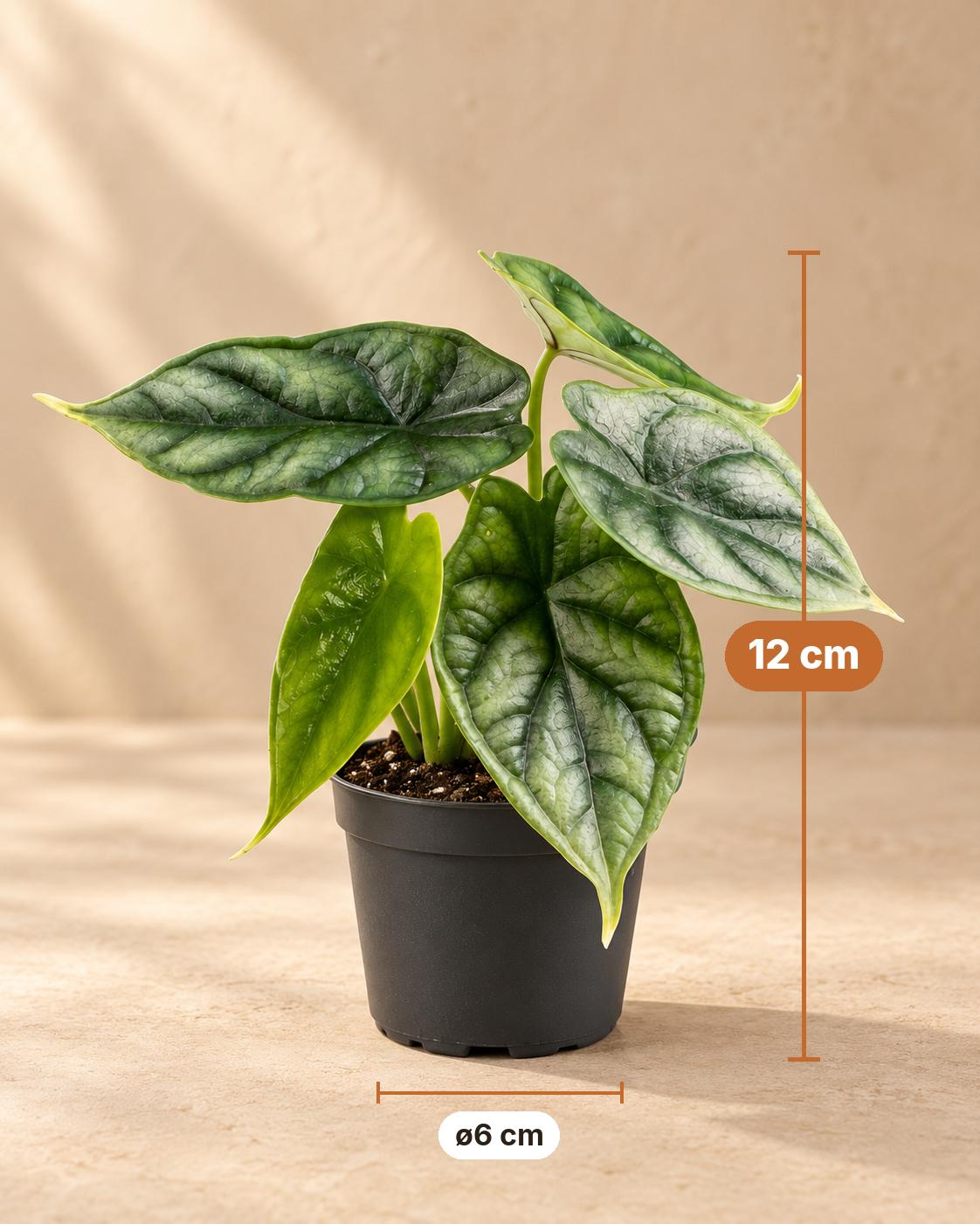 Elefantøre 12 cm høj, potte ø6 cm