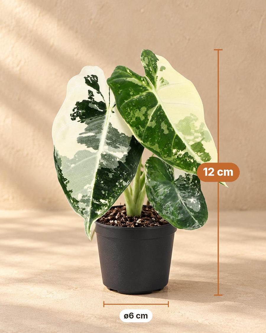 Alocasia micholitziana 'Frydek Variegata' 12 cm hoog, pot ø6 cm