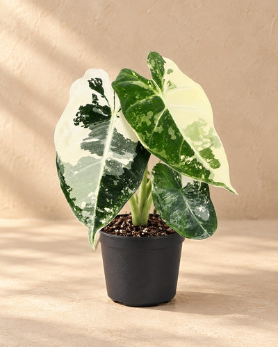 Alocasia micholitziana 'Frydek Variegata'