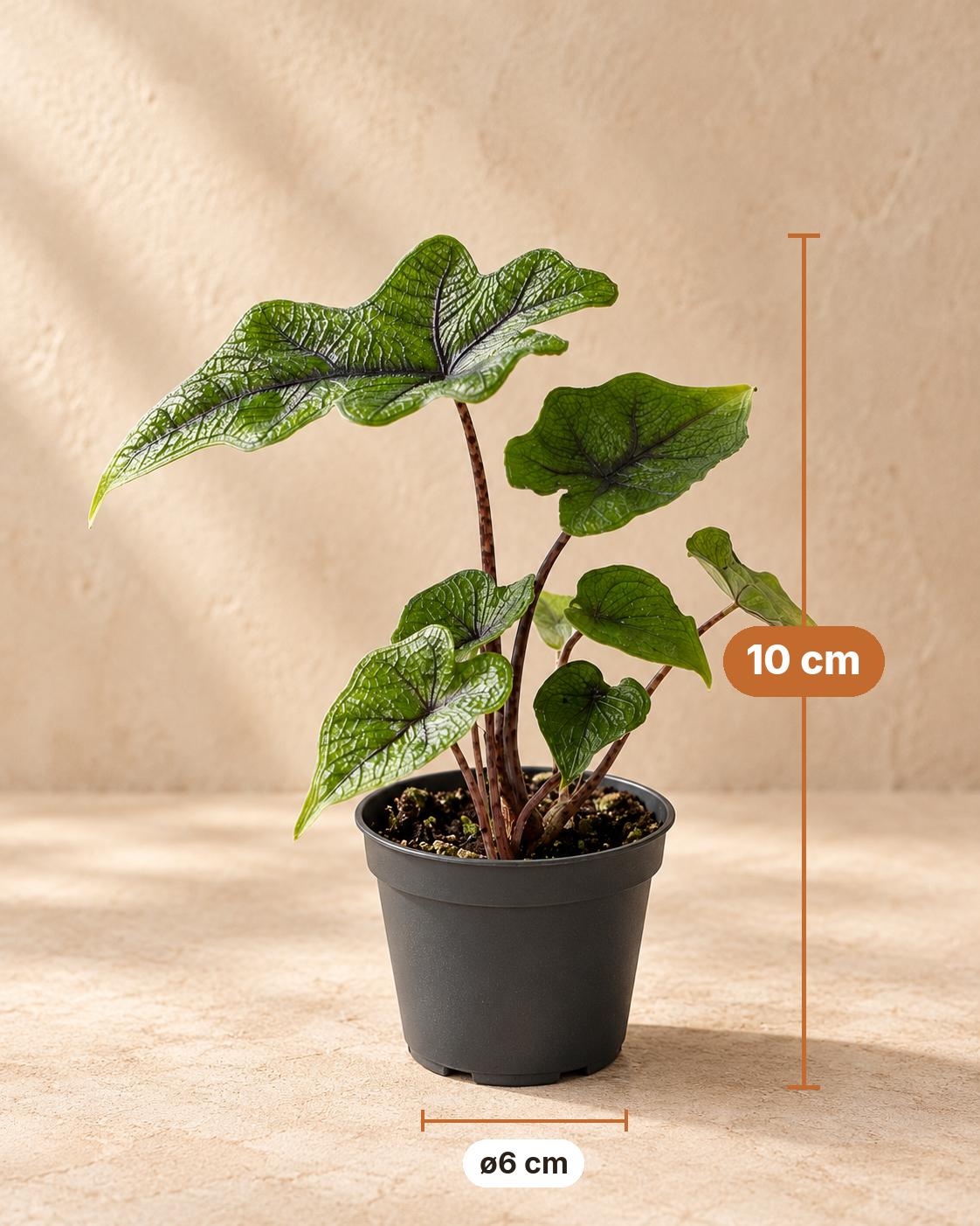 Alocasia 'Jacklyn' 10 cm høj, potte ø6 cm