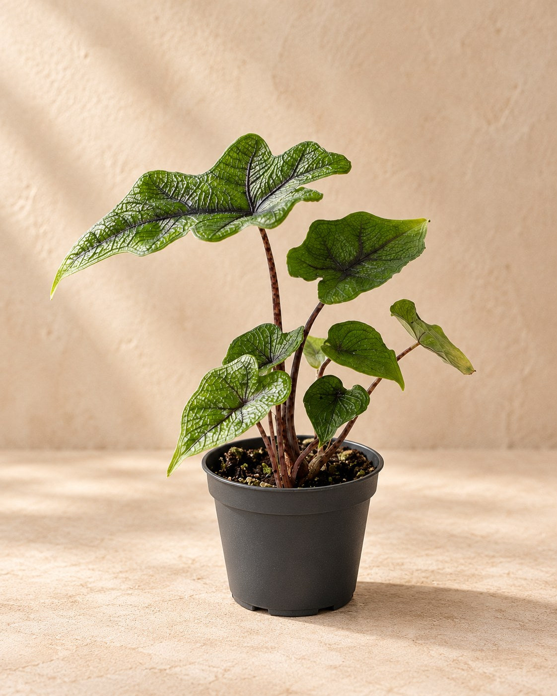 Alocasia 'Jacklyn' 10 cm høj, potte ø6 cm