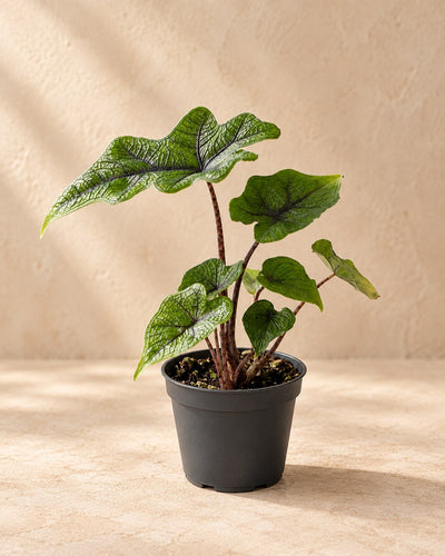 Alocasia 'Jacklyn' 10 cm høj, potte ø6 cm