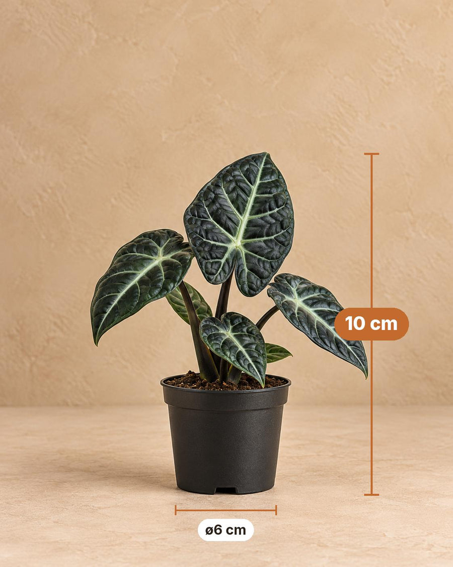 Alocasia 'Ninja' 10 cm hoog, pot ø6 cm
