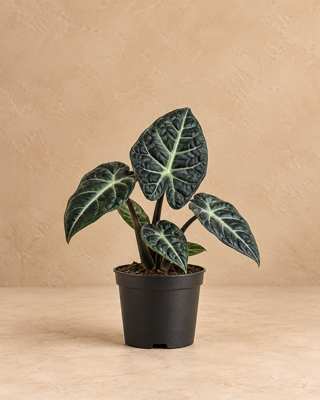 Alocasia 'Ninja'