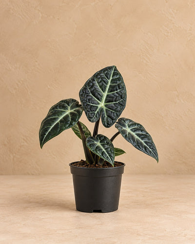 Alocasia 'Ninja'