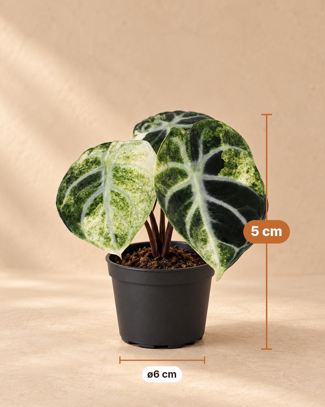 Alocasia 'Ninja Variegata', 5 cm hoog, pot ø6 cm