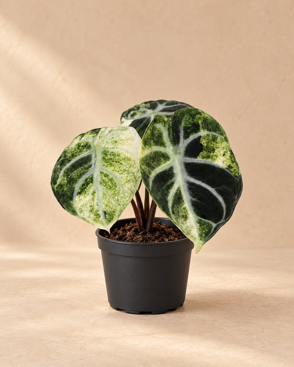 Alocasia 'Ninja Variegata'