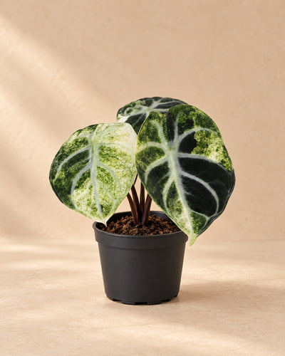 Alocasia 'Ninja Variegata'