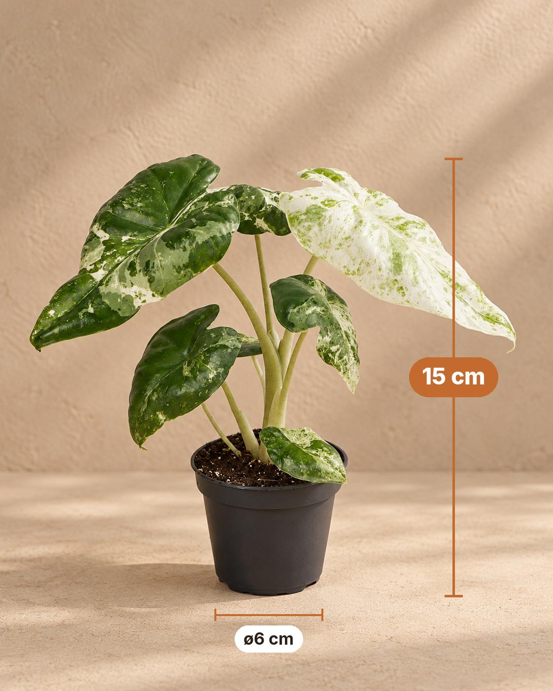 Elefantøre 15 cm høj, potte ø6 cm