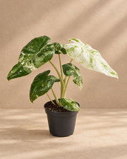 Elefantøre 15 cm høj, potte ø6 cm