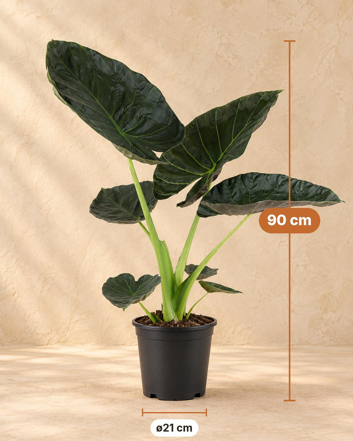 Elefantenohr 90 cm hoch, Topf ø21 cm