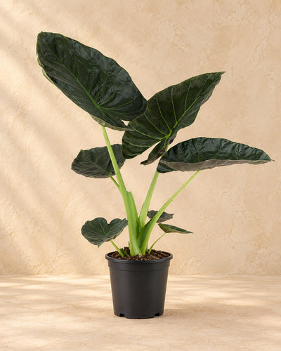 Elefantenohr 90 cm hoch, Topf ø21 cm