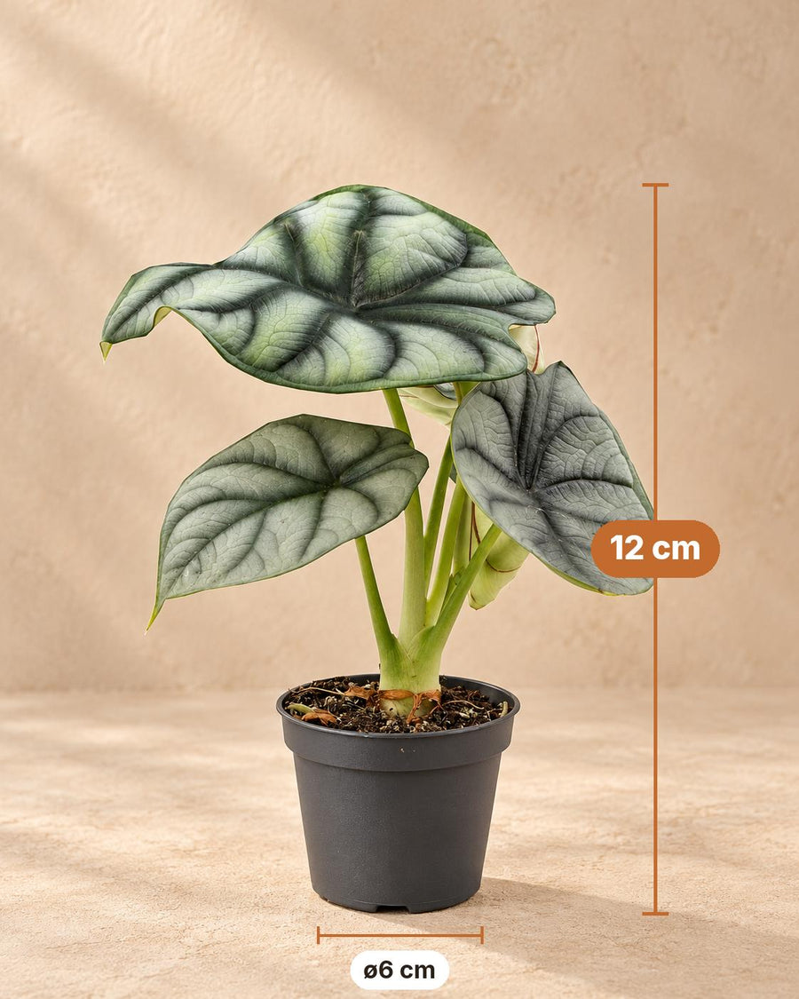 Zilverdraak (Alocasia baginda 'Silver Dragon') 12 cm hoog, pot ø6 cm