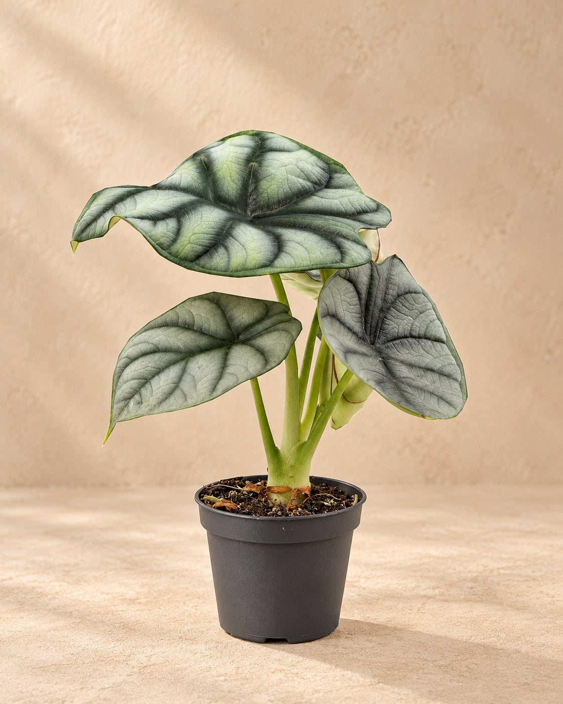 Zilverdraak (Alocasia baginda 'Silver Dragon')