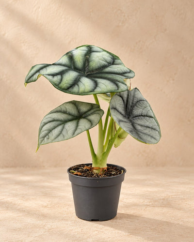 Zilverdraak (Alocasia baginda 'Silver Dragon')