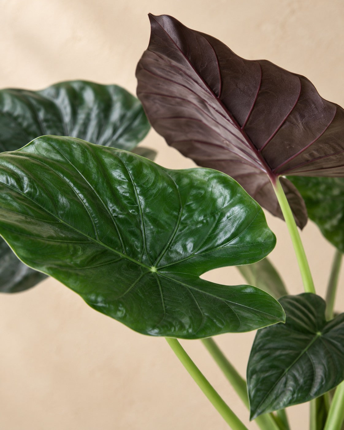 Gros plan sur les feuilles de Alocasia goneii (Alocasia wentii)
