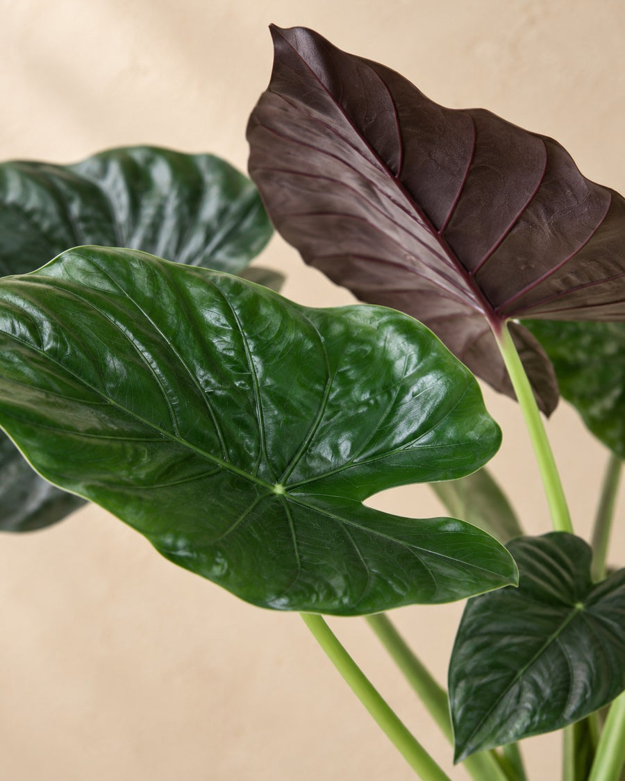 Alocasia wentii 120 cm hoog, pot ø32 cm