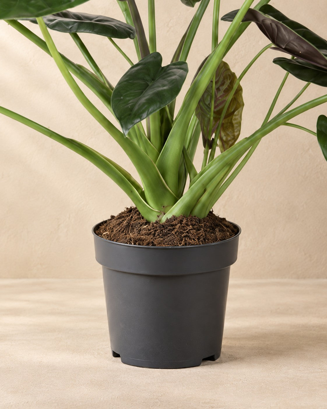 Onderste deel van de Alocasia wentii met de kweekpot