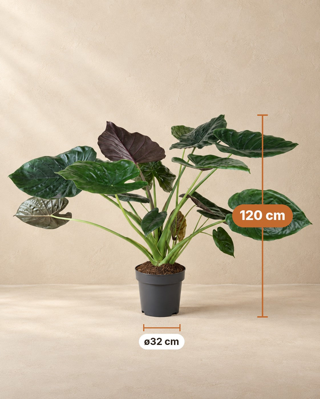 Afmetingen Alocasia wentii: 120 cm hoog, pot ø32 cm