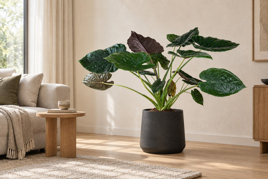Alocasia wentii 120 cm hoog, pot ø32 cm