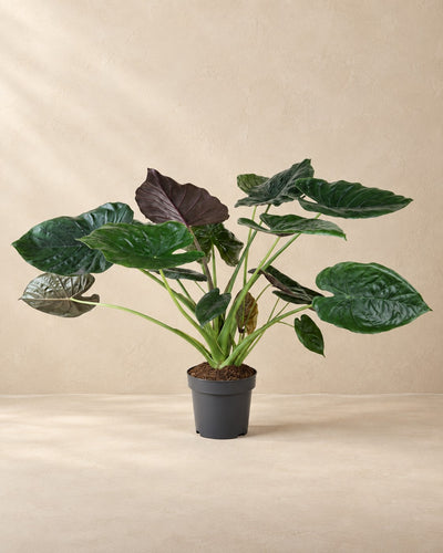Alocasia wentii van 120 cm hoog in kweekpot van 32 cm