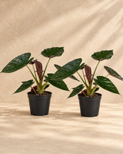Elefantøre Alocasia wentii