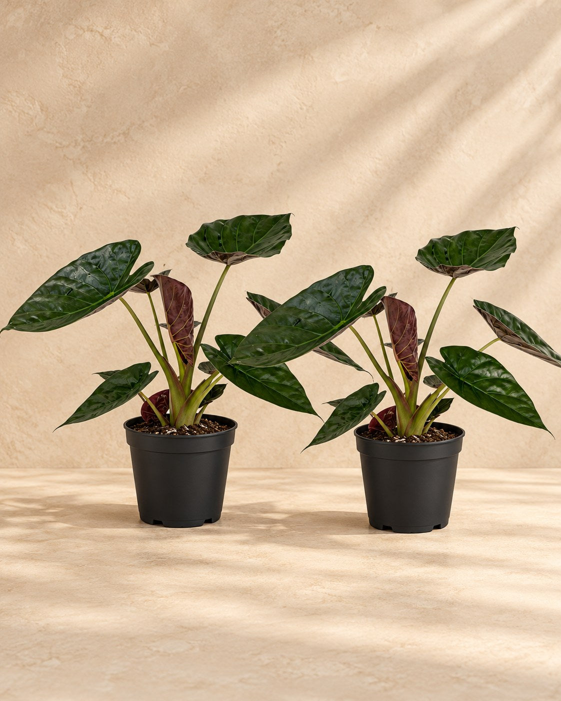 Elefantøre Alocasia wentii