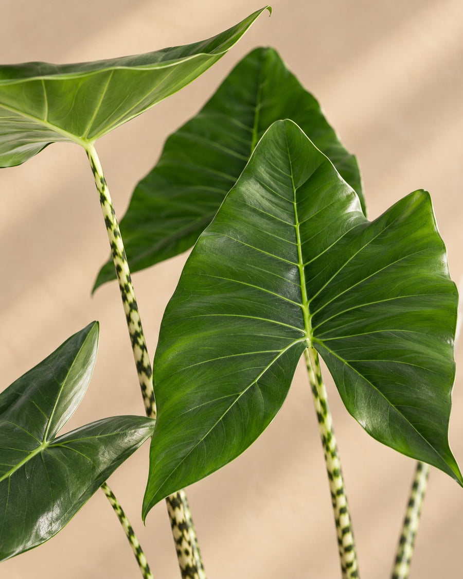 Alocasia zebrina 130 cm de haut, pot ø32 cm