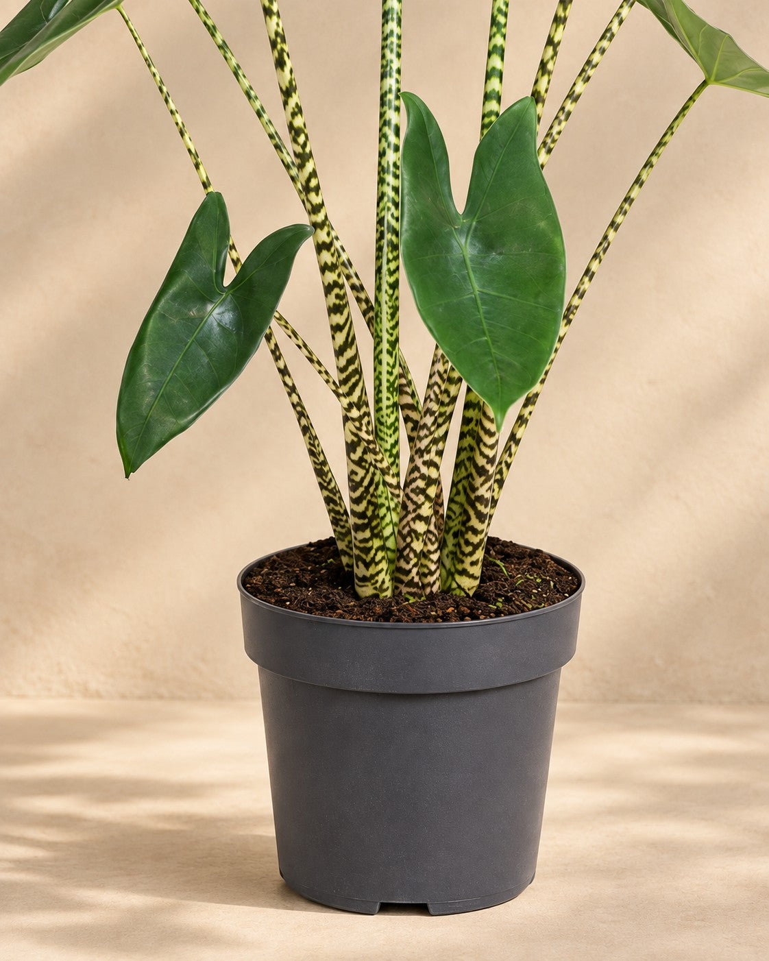 Partie basse de Alocasia zebrina avec son pot de culture