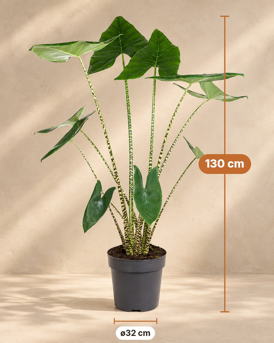 Alocasia zebrina 130 cm de haut, pot ø32 cm