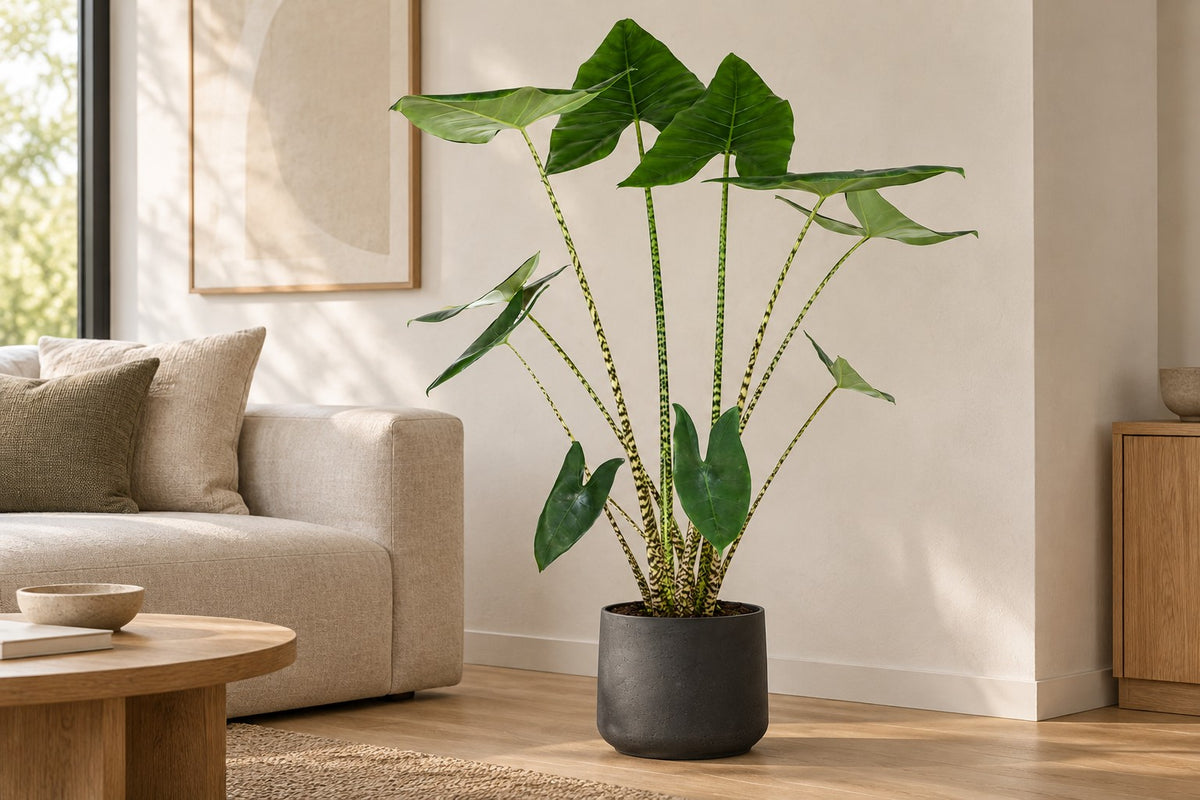 Alocasia zebrina, 130 cm, dans cache-pot Patt Black Washed dans un salon lumineux