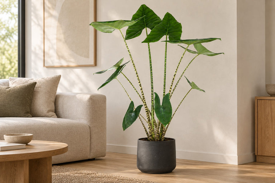 Alocasia zebrina 130 cm de haut, pot ø32 cm