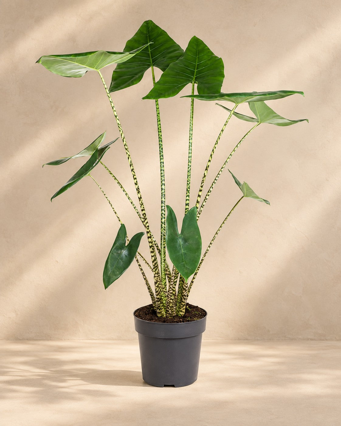 Alocasia zebrina, 130 cm høj i en 32 cm dyrkningspotte