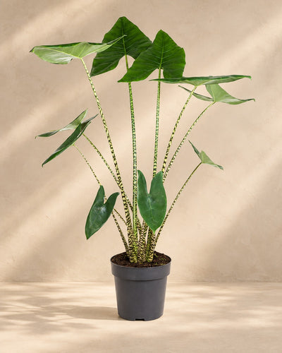 Alocasia zebrina, 130 cm de haut en pot de culture de 32 cm