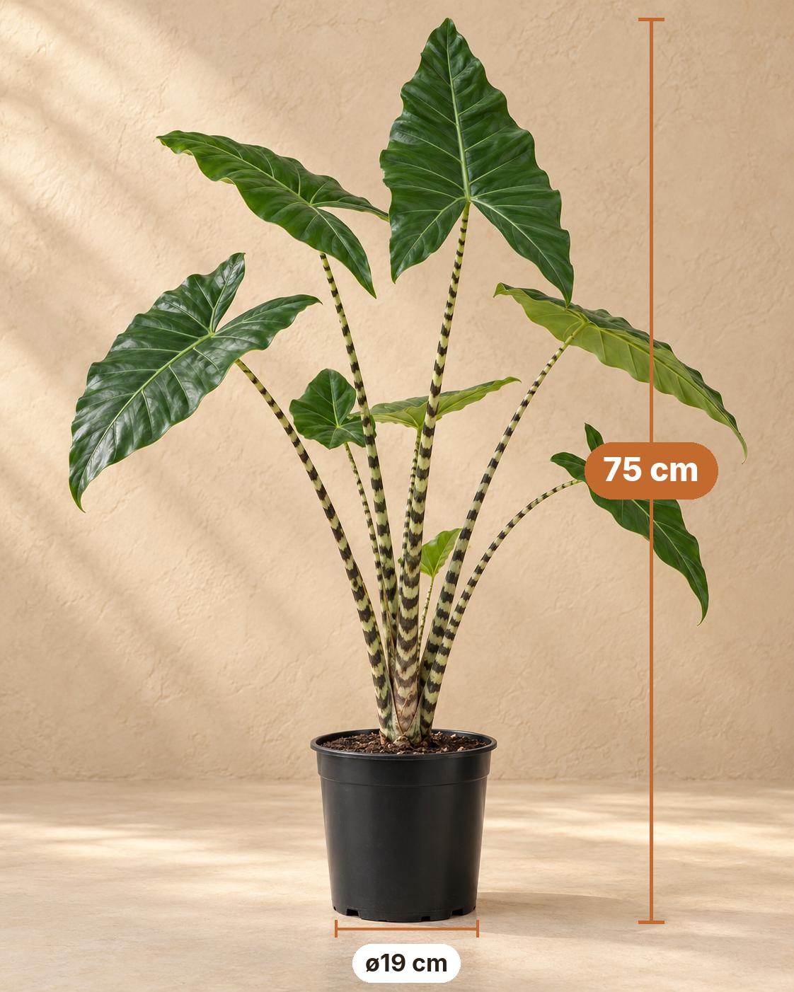 Olifantsoor (Alocasia zebrina), 75 cm hoog, pot ø19 cm