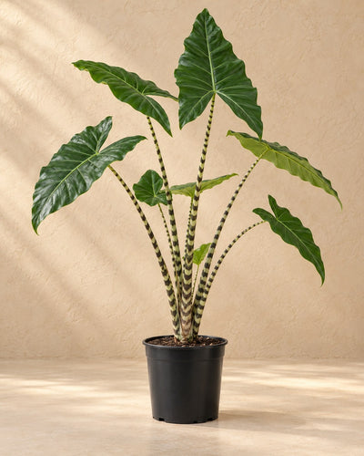 Olifantsoor (Alocasia zebrina)